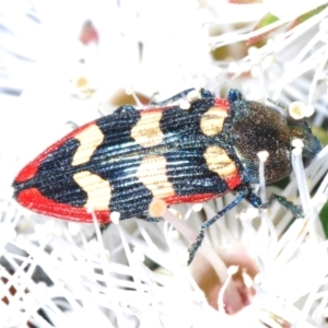 Castiarina punctatosulcata at Bald Hills, NSW - 20 Nov 2022