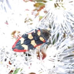 Castiarina punctatosulcata at Bald Hills, NSW - 20 Nov 2022