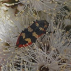 Castiarina punctatosulcata at Bald Hills, NSW - 20 Nov 2022