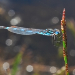 Austrolestes annulosus (Blue Ringtail) at Bibbenluke, NSW - 18 Nov 2022 by Harrisi