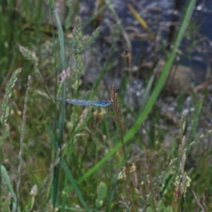 Austrolestes annulosus at Bibbenluke, NSW - 18 Nov 2022 10:37 AM