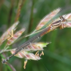 Xanthagrion erythroneurum (Red & Blue Damsel) at Black Lake & Black Lake TSR (near Bibbenluke) - 17 Nov 2022 by Harrisi