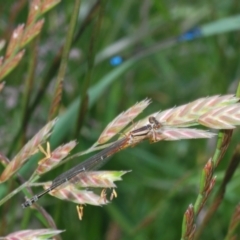 Xanthagrion erythroneurum at Bibbenluke, NSW - 18 Nov 2022