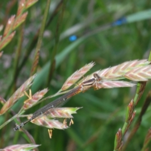 Xanthagrion erythroneurum at Bibbenluke, NSW - 18 Nov 2022 10:38 AM