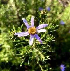 Olearia tenuifolia (Narrow-leaved Daisybush) at Burra, NSW - 22 Nov 2022 by JessBelle