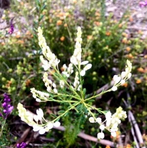 Comesperma ericinum at Burra, NSW - 22 Nov 2022 10:42 PM