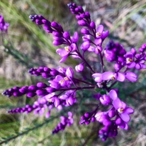 Comesperma ericinum at Burra, NSW - 22 Nov 2022