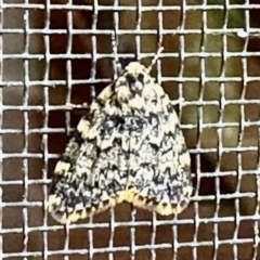 Halone sinuata (Rock Lichen Moth) at GG182 - 22 Nov 2022 by KMcCue