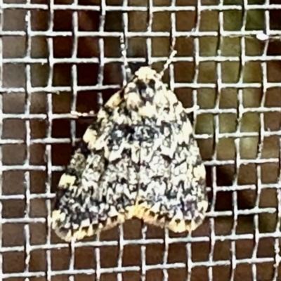 Halone sinuata (Rock Lichen Moth) at Aranda, ACT - 22 Nov 2022 by KMcCue