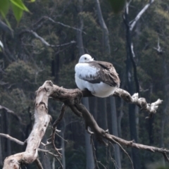 Pelecanus conspicillatus (Australian Pelican) at South Durras, NSW - 9 Oct 2022 by KMcCue