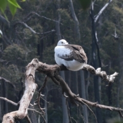 Pelecanus conspicillatus (Australian Pelican) at South Durras, NSW - 8 Oct 2022 by KMcCue