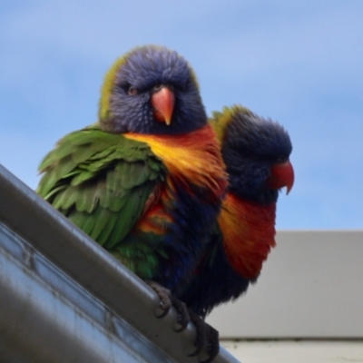 Trichoglossus moluccanus (Rainbow Lorikeet) at South Durras, NSW - 9 Oct 2022 by KMcCue