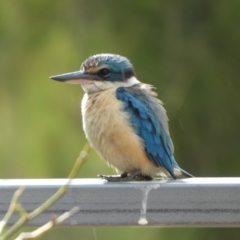Todiramphus sanctus (Sacred Kingfisher) at Queanbeyan, NSW - 21 Nov 2022 by Paul4K