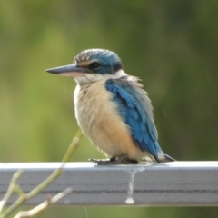 Todiramphus sanctus (Sacred Kingfisher) at Queanbeyan, NSW - 20 Nov 2022 by Paul4K