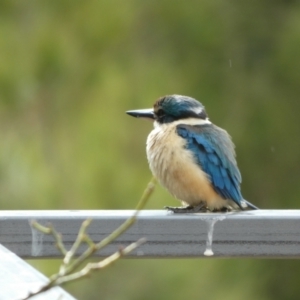 Todiramphus sanctus at Queanbeyan, NSW - suppressed