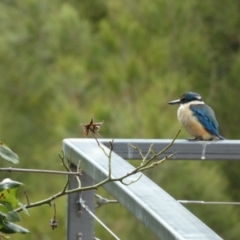 Todiramphus sanctus at Queanbeyan, NSW - suppressed