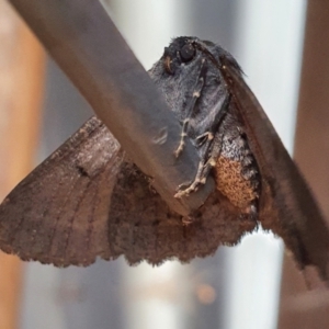 Melanodes anthracitaria at Gundaroo, NSW - 23 Nov 2022 08:04 AM