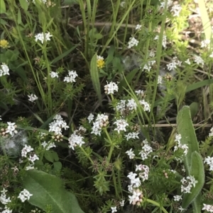 Asperula conferta at Phillip, ACT - 19 Oct 2022