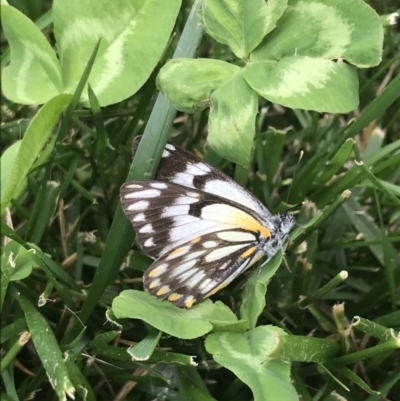 Belenois java (Caper White) at Phillip, ACT - 18 Oct 2022 by Tapirlord