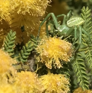 Lehtinelagia sp. (genus) at Garran, ACT - 16 Oct 2022