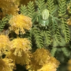 Lehtinelagia sp. (genus) at Garran, ACT - 16 Oct 2022