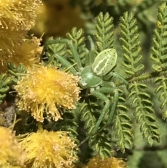 Lehtinelagia sp. (genus) at Garran, ACT - 16 Oct 2022