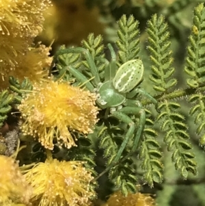 Lehtinelagia sp. (genus) at Garran, ACT - 16 Oct 2022