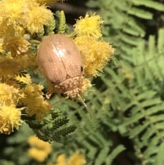 Paropsis atomaria at Garran, ACT - 16 Oct 2022