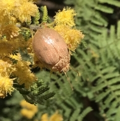 Paropsis atomaria at Garran, ACT - 16 Oct 2022