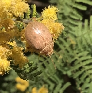 Paropsis atomaria at Garran, ACT - 16 Oct 2022