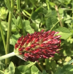 Trifolium incarnatum at Phillip, ACT - 14 Oct 2022 12:02 PM