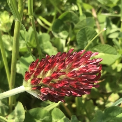 Trifolium incarnatum (Crimson Clover) at Phillip, ACT - 14 Oct 2022 by Tapirlord