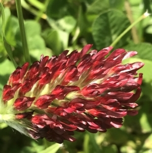 Trifolium incarnatum at Phillip, ACT - 14 Oct 2022