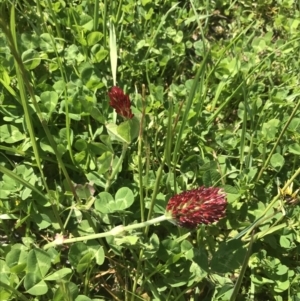 Trifolium incarnatum at Phillip, ACT - 14 Oct 2022 12:02 PM