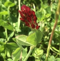 Trifolium incarnatum at Phillip, ACT - 14 Oct 2022 12:02 PM