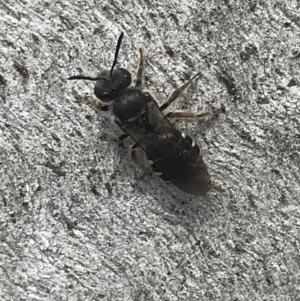 Lasioglossum (Chilalictus) sp. (genus & subgenus) at Phillip, ACT - 11 Oct 2022 01:32 PM