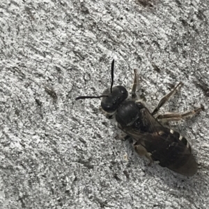 Lasioglossum (Chilalictus) sp. (genus & subgenus) at Phillip, ACT - 11 Oct 2022 01:32 PM