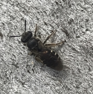 Lasioglossum (Chilalictus) sp. (genus & subgenus) at Phillip, ACT - 11 Oct 2022 01:32 PM