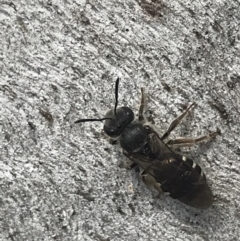 Lasioglossum (Chilalictus) sp. (genus & subgenus) at Phillip, ACT - 11 Oct 2022 01:32 PM