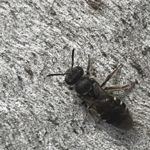 Lasioglossum (Chilalictus) sp. (genus & subgenus) at Phillip, ACT - 11 Oct 2022 01:32 PM