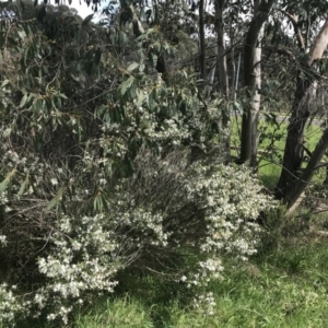 Philotheca myoporoides at Hughes, ACT - 9 Oct 2022