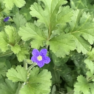 Erodium crinitum at Red Hill Nature Reserve - 9 Oct 2022