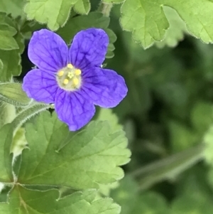 Erodium crinitum at Red Hill Nature Reserve - 9 Oct 2022