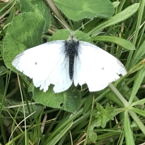 Pieris rapae at Hughes, ACT - 9 Oct 2022