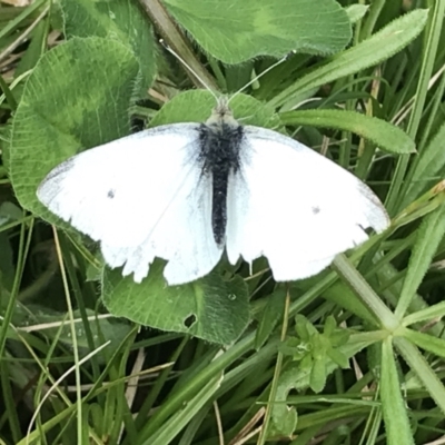 Pieris rapae (Cabbage White) at Red Hill Nature Reserve - 9 Oct 2022 by Tapirlord