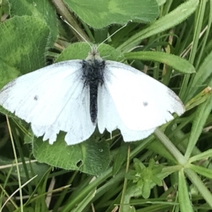 Pieris rapae at Hughes, ACT - 9 Oct 2022