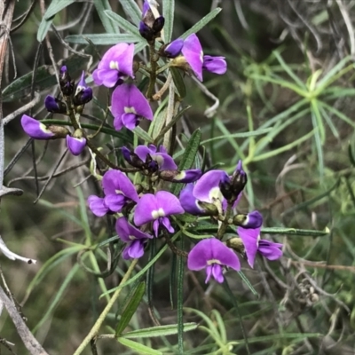 Glycine clandestina (Twining Glycine) at Red Hill Nature Reserve - 9 Oct 2022 by Tapirlord
