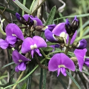 Glycine clandestina at Deakin, ACT - 9 Oct 2022