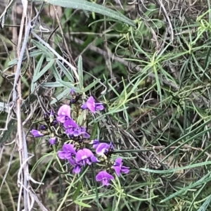 Glycine clandestina at Deakin, ACT - 9 Oct 2022 12:01 PM