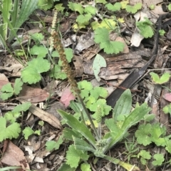 Plantago varia (Native Plaintain) at Deakin, ACT - 9 Oct 2022 by Tapirlord